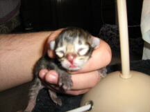 This is a black ticked tabby Tiffanie kitten aged 2 days (blue-toes)