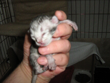 A black silver ticked tabby Tiffanie kitten aged 2 days (purple-toes)