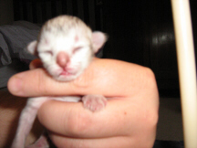 A black silver shaded tabby Tiffanie kitten aged 1 day (red-toes)