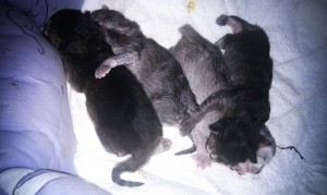 Katie's Tiffanie kittens cuddling up together aged 3 days
