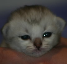 A black silver shaded Tiffanie kitten aged 14 days