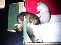 Tiffanie kittens sleeping in the entrance to their 'nest'