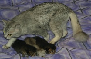 Tiffanie mum and 14-day-old kittens