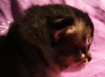 Black ticked tabby Tiffanie kitten aged 25 days