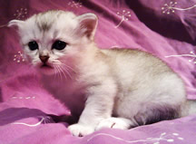 Black silver shaded Tiffanie kitten aged 25 days