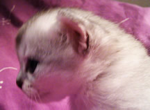 Black silver shaded Tiffanie kitten aged 25 days