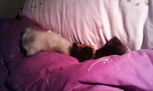 Tiffanie kittens tucked up in bed