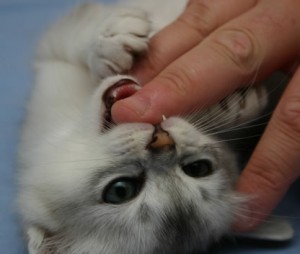 Tiffanie kitten biting fingers