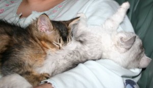 13-week-old Tiffanie kittens sleeping