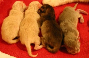Four Tiffanie day-old Tiffanie kittens in a row