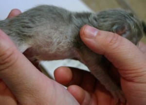 Tiffanie kitten at 2 days old - blue-ish