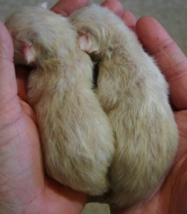 Tiffanie kittens at 2 days old - red-series