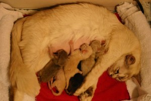 Dàrna with her 2-day-old Tiffanie kittens