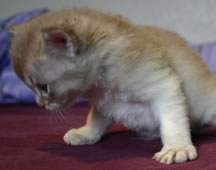 Tiffanie kitten aged 4 weeks - Kitten 2