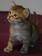 Tiffanie kitten aged 4 weeks - Kitten 5