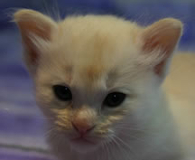 Tiffanie kitten aged 4 weeks - Kitten 6