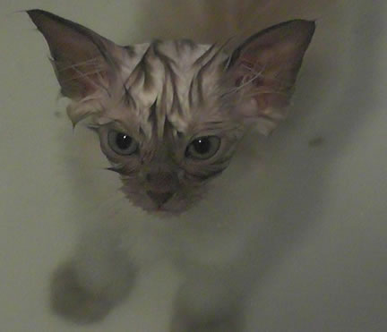 B-B in the bath
