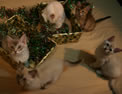 Five kittens with tinsel-filled boxes