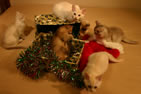 All six kittens with tinsel-filled boxes and a santa hat