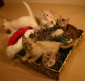 Five of the kittens with a santa hat, in boxes filled with tinsel
