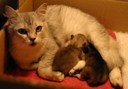 Katie feeding the kittens