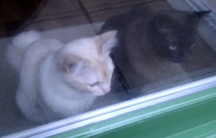 Sophie and William looking out through the glass door