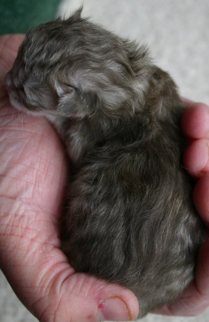 Kitten 2 showing the longer fur that might mean she is a Tiffanie
