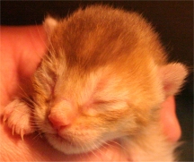 Kitten 2 - Chocolate or (dark) Cinnamon Variant male