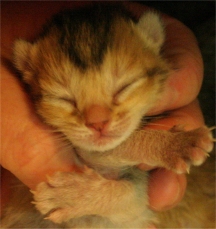 Kitten 5 - Tawny Variant male