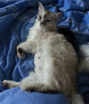 Dàrna relaxing after having her tummy shaved - we always do that to make it easier to help any problem kittens latch on