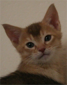 Kitten 4 aged 7 weeks