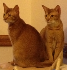 Becca (left) and Carrie, at just under a year old