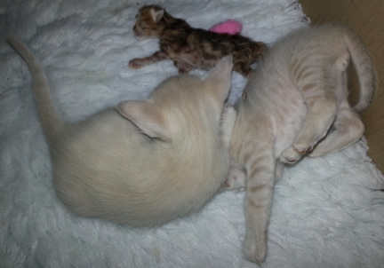 The tiny newborn kitten next to the two older kittens